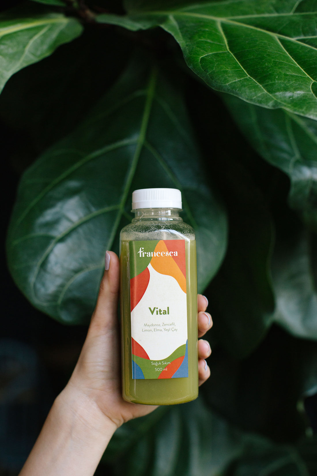 Vital – Maydanoz & Zencefil
